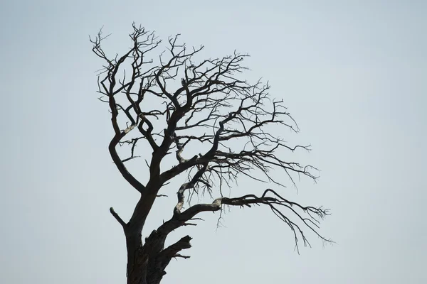 üzücü bir ağaç yaprakları mavi gökyüzüne karşı olmadan silüeti