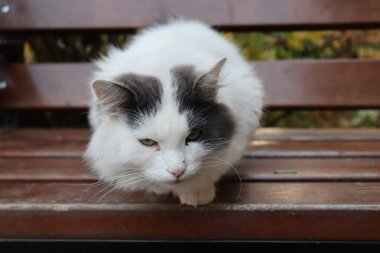 Gri beyaz kedi bir bankta oturuyor.