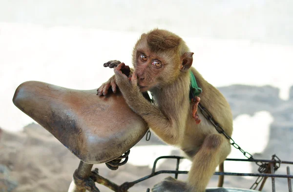 Macaco em uma cadeia — Fotografia de Stock
