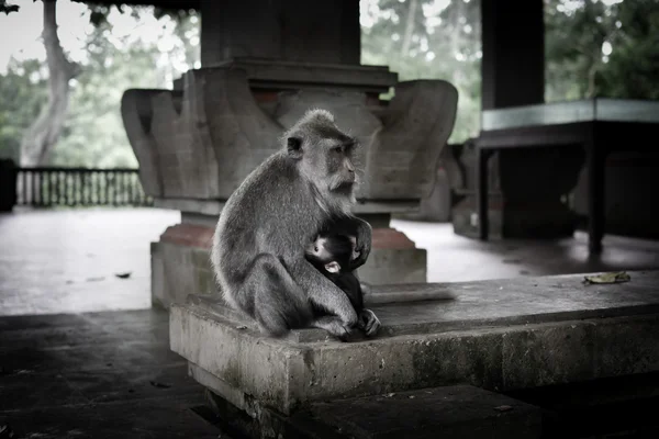 Macaco bebé e a sua mãe — Fotografia de Stock