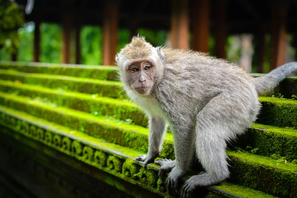 Monkey in the park — Stock Photo, Image