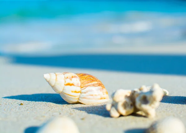 Conchas marinas en la orilla del mar — Foto de Stock