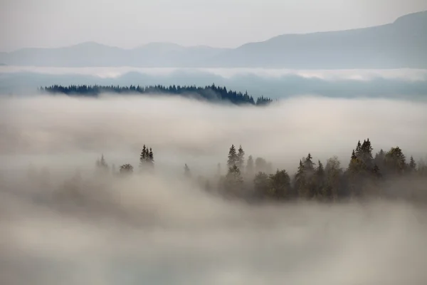Brouillard de montagne — Photo
