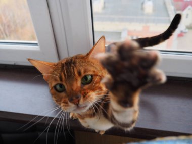 Bengali pussy greets the owner