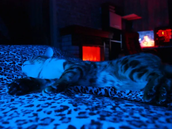 Bengal kitten sleeping in the light of neon