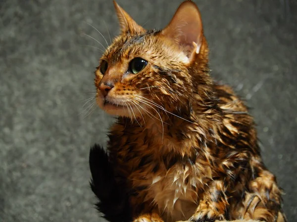 ぬれた猫は陰湿な計画を思いついた — ストック写真