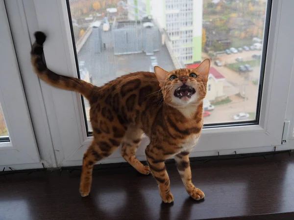 Bengali Pussy Greets Owner — Stok fotoğraf