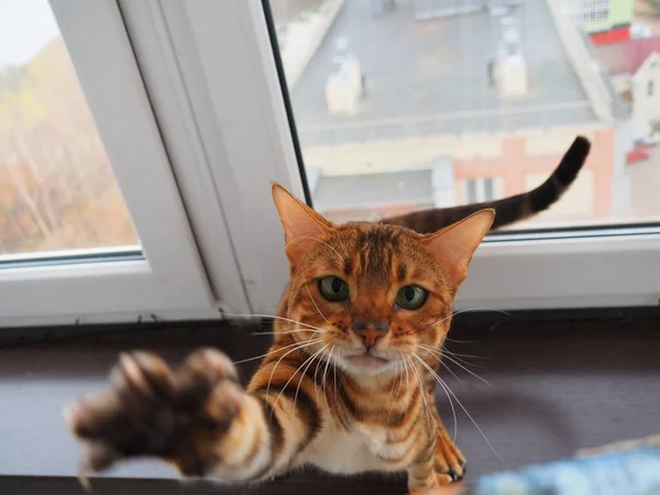 Bengali Pussy Greets Owner — Foto de Stock