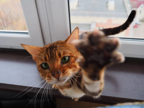 Bengali Pussy Greets Owner — Foto de Stock