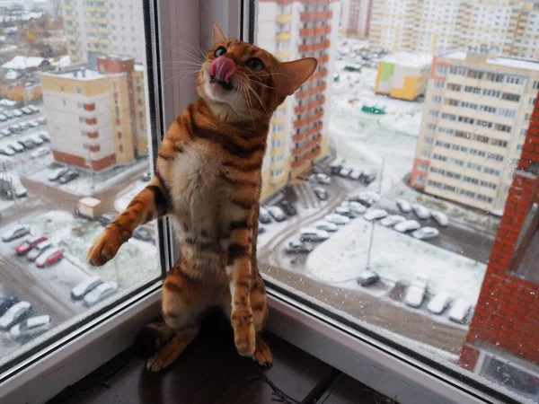 Bengalski Kot Pozowanie Kamery — Zdjęcie stockowe