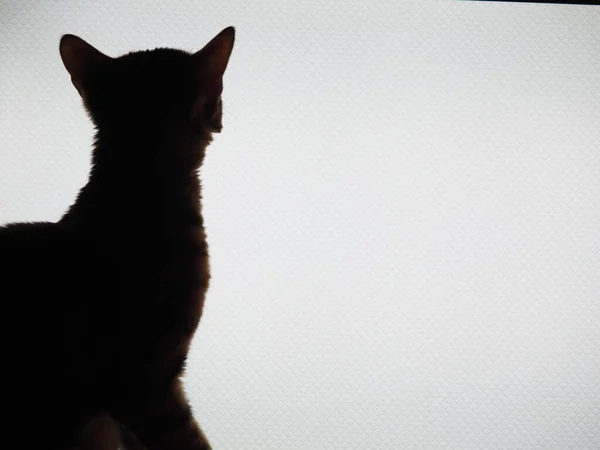 Σιλουέτα Γάτας Στο Φόντο Οθόνης Υπολογιστή — Φωτογραφία Αρχείου