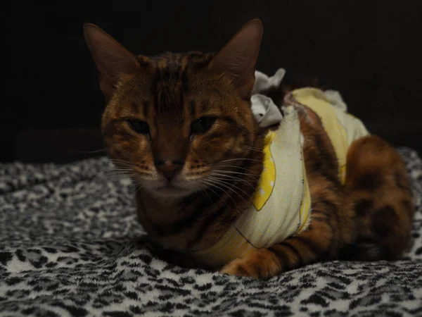 Gato Bengala Vendaje Después Cirugía Esterilización Castración — Foto de Stock