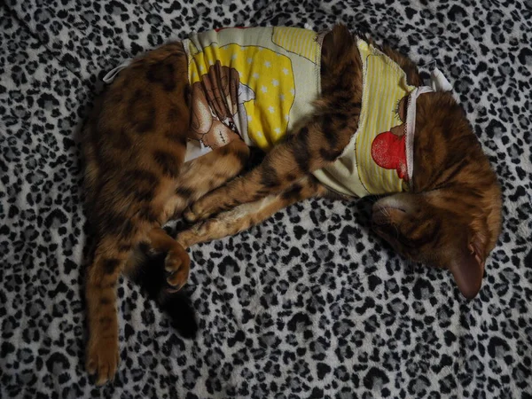 Γάτα Βεγγάλης Επίδεσμο Μετά Χειρουργείο Αποστείρωση Ευνουχισμός — Φωτογραφία Αρχείου
