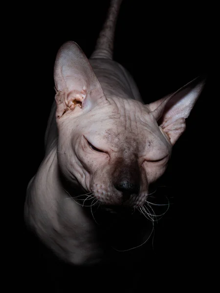 裸のドンスキーやカナダのスフィンクス 毛皮や下着のない国内の灰色の純血猫がポーズ 黒い背景に隔離されたスタジオでの垂直写真 — ストック写真