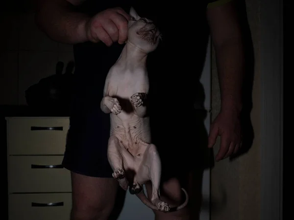 Ένας Άντρας Χτυπάει Και Κρατάει Μια Γάτα Από Αυτί Σαν — Φωτογραφία Αρχείου