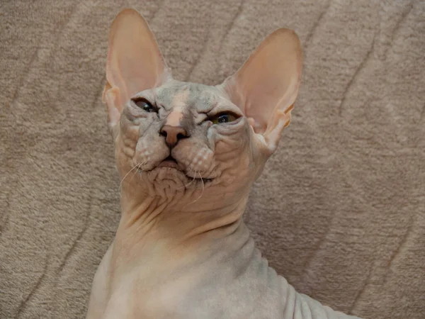 Bald Naked Don Canadian Sphinx Portrait Gray Domestic Purebred Cat — Stock Photo, Image