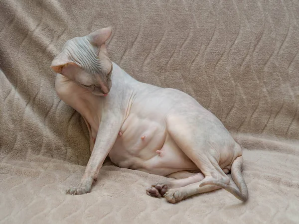 裸でサラブレッドのドンスコイ スフィンクスの灰色 妊娠中のカナダのスフィンクス 猫のための獣医学の概念 出産のための受信と準備 — ストック写真
