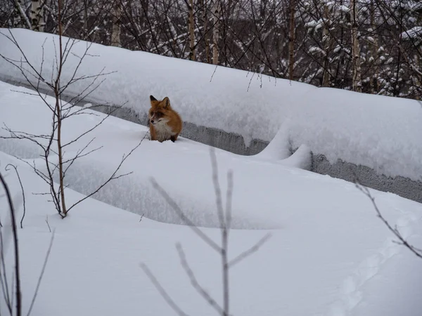 Wild red fox po walks through the snow, looks at the camera and prepares to attack. A predator in the city. The concept of a hungry winter, rabies in animals, food search and survival.