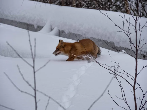 Uma Raposa Vermelha Foge Através Neve Para Distância Predador Cidade — Fotografia de Stock