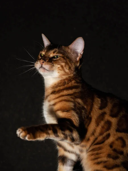 一只孟加拉纯种猫在摄影棚里摆姿势向摄像机 这只小猫表现出感情 一个昂贵的精英品种的概念 一个活跃快乐的野生血统的宠物 动物展览 — 图库照片