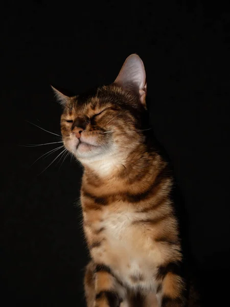 Gato Raza Pura Bengala Posa Para Cámara Estudio Fotográfico Gatito — Foto de Stock