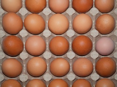 Kahverengi ve bej tonlarında çiğ tavuk yumurtası karton bir desteğin üzerinde. Paskalya tatili için yumurta seçme kavramı..