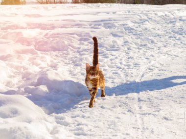 Kendi kendine yürüyen bir kedi. Bengal kedisi güneş ışınları altında bahar karları arasında gezinir. Kartpostal basmak için parlak renkli fotoğraf konsepti, veterinerlik ilaçları ve hizmetleri.