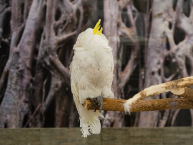 Beyaz, büyük, yetişkin kuş Corella hayvanat bahçesindeki bir levrekte uyuyor. Daha az sarı ibikli bir papağan türü..
