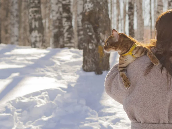 A Bengal cat with a surprised face is traveling on the shoulder of an unknown girl. Walk with your pet through a spring birch grove in the rays of the dawn sun. The concept of an active lifestyle.