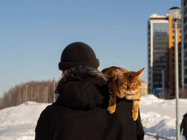 A Bengal cat with a disgruntled face is traveling on the shoulder of an unknown man. Walk with a feline on a winter snow street. Concept on the way to the veterinarian for castration, sterilization.