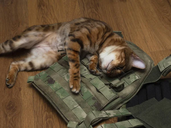 Bengal kedisi (kedi yavrusu) estrus okşamaları sırasında başını spor, askeri kamuflaj plaka taşıyıcısı (kurşun geçirmez yelek) üzerine sürer. Mart kedileri kavramı, üreme içgüdüsü.