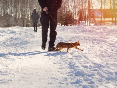 Kışın kar yolunda Bengal evcil kedisiyle yürüyen bir adam. Siyah pantolonlu ve kahverengi ayakkabılı bir adam güneşli bir bahar gününde kedi yavrusuyla seyahat ediyor..