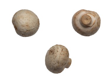 Beyaz arka planda kabartmalı çift taraflı yalıtılmış mantar. En popüler ekilmiş mantar konsepti. Düzgün beslenme, geleneksel Fransız mutfağının bir ürünü..