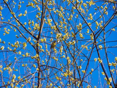 Great tit sits on a branch of flowering willow tree in rays of spring sun. Yellow bird eats buds of a budding bush. Concept of starting a new life, a bright holiday happy easter photo for a postcard.