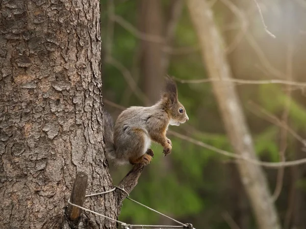 Graues Oder Rotes Eichhörnchen Während Des Farbwechsels Des Fells Frühling — Stockfoto