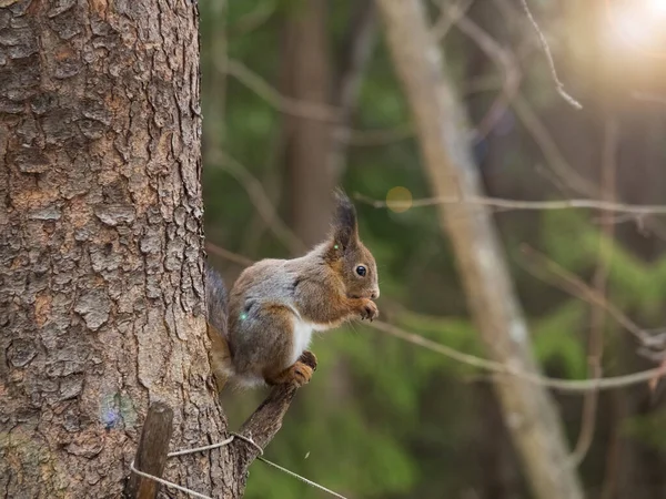 Gray or red squirrel during the spring coat color change. The animal sits on a pine tree and poses for the camera for food. The concept of a postcard or advertisement with animals. Copy space.