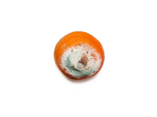 One rotten, half decomposed, covered with green white mold, a limp fruit on a white background. Spoiled, unhealthy, orange or grapefruit. The concept of expired food, poisoning, infection.
