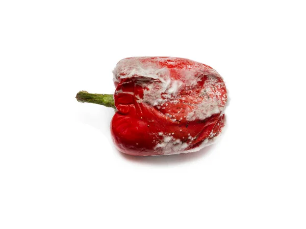 一个是腐烂的 半腐烂的 覆盖着白底的霉菌 不健康的甜红辣椒 过期食物 感染的概念 — 图库照片