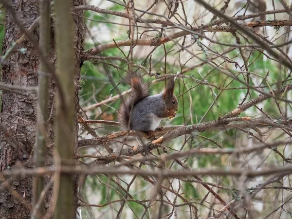 灰色のリスは公園の木の枝に座って トウヒの木の枝でフランスのフライドポテトを食べます 春か夏の写真狩り 動物にとって有害な栄養の概念 げっ歯類による食品窃盗 — ストック写真