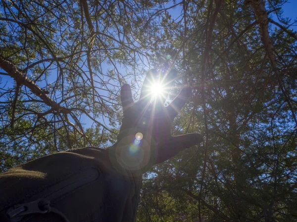 A man stretches out his hand, greets the rays of the sun through his fingers against the background of trees in the forest. The concept of hope and aspiration. Selective blur of focus.