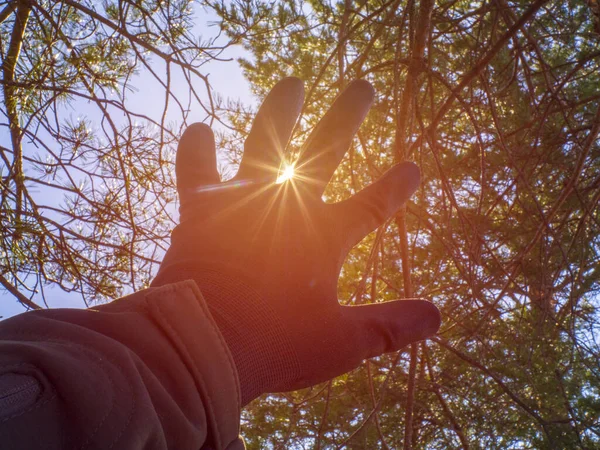 A man stretches out his hand, greets the rays of the sun through his fingers against the background of trees in the forest. The concept of hope and aspiration. Selective blur of focus.