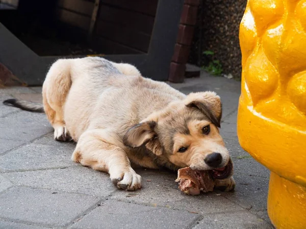 Evsiz, melez, aç bir köpek yavrusu açgözlülükle kaldırımda kemikli bir parça et yiyor. Sokak hayvanlarına yardım. Köpek avcılarının yemini kullanma, tuzağa düşürme, zehirleme, vahşi köpekleri öldürme kavramı..