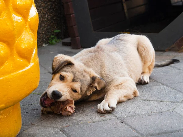 Evsiz, melez, aç bir köpek yavrusu açgözlülükle kaldırımda kemikli bir parça et yiyor. Sokak hayvanlarına yardım. Köpek avcılarının yemini kullanma, tuzağa düşürme, zehirleme, vahşi köpekleri öldürme kavramı..