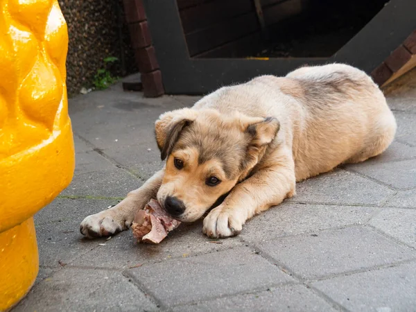 Evsiz, melez, aç bir köpek yavrusu açgözlülükle kaldırımda kemikli bir parça et yiyor. Sokak hayvanlarına yardım. Köpek avcılarının yemini kullanma, tuzağa düşürme, zehirleme, vahşi köpekleri öldürme kavramı..