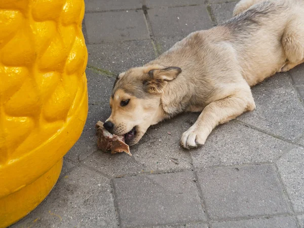 Ένα Άστεγο Μπάσταρδο Πεινασμένο Κουτάβι Τρώει Άπληστα Ένα Κομμάτι Κρέας — Φωτογραφία Αρχείου