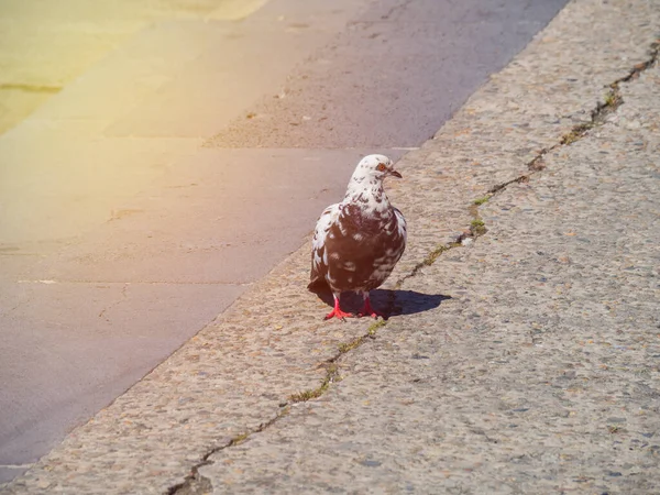 Spotted Black White Wild Pigeon Background Embankment Rare Breed Rock — Stock Photo, Image