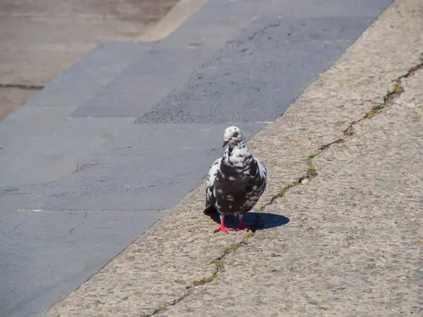 Manchado Pombo Selvagem Preto Branco Fundo Aterro Uma Raça Rara — Fotografia de Stock