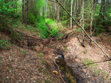 Ağaç çalılarından kunduzlar ve orman nehrindeki toprak barajı tarafından inşa edilmiş. Doğadaki vahşi hayvanların manzara, ekoloji ve iklimini değiştirme kavramı..