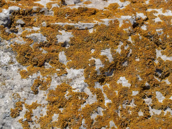 Texture Une Pierre Grise Recouverte Mousse Orange Plein Écran Taches — Photo