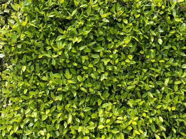 Yeşil, çiçek açan, çitin dokusu tam ekrana yakın. Çalıların doğal arkaplanı.